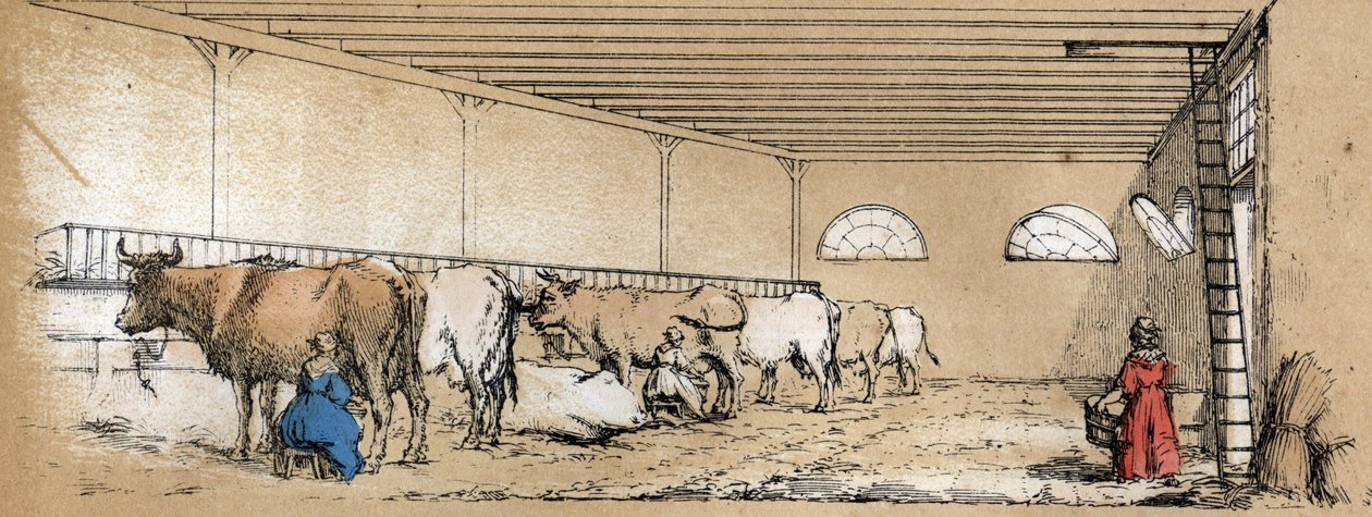 Beschrijving van de verschillende producten en toepassingen van de koe: melken en productie van koemelk, gezien vanuit een stal. Plaat 