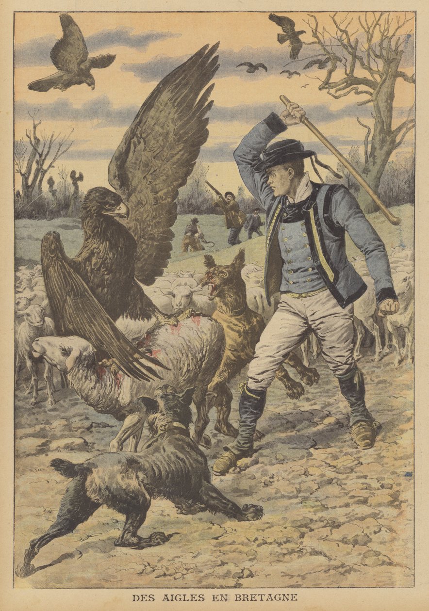 Arenden vallen een kudde schapen aan in Bretagne (kleurenlitho) door French School