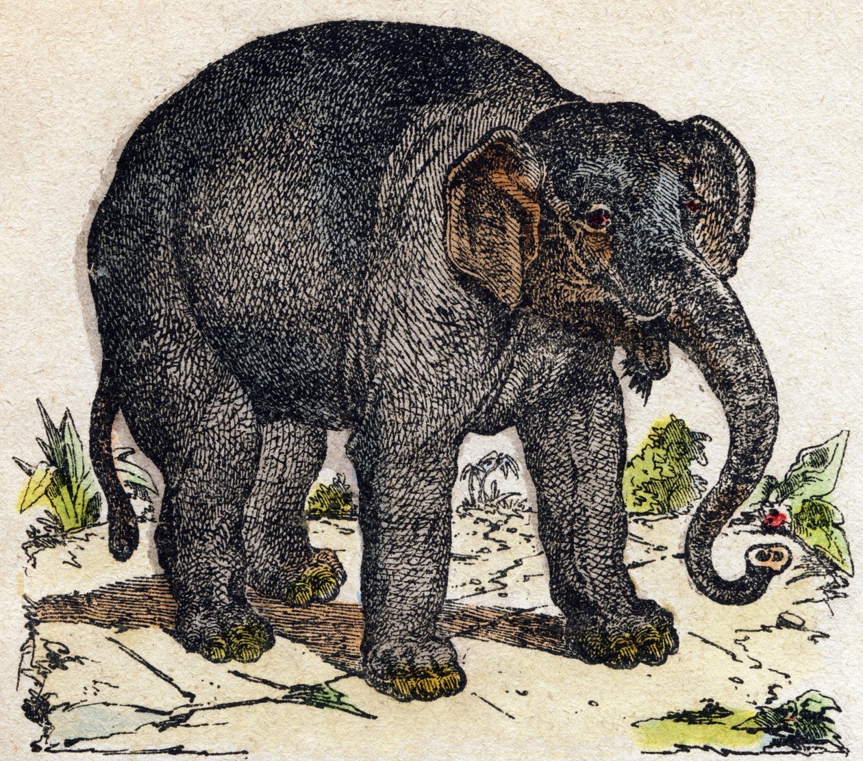 Olifant. Gravure in "Alphabet des animaux sauvages". 9e Serie. Beeldmateriaal van Epinal, Pellerin, drukker-uitgever, circa 1870. Houtsneden, gestencild. 16 pagina