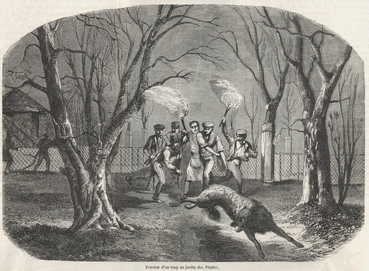 Ontsnapping van een wolf in de Jardin des Plantes in Parijs - Gravure in 