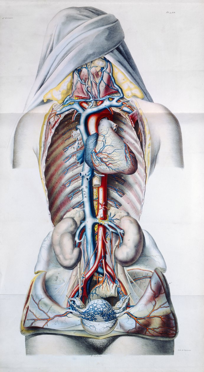 Exanthemata, uit Traite Theorique et Pratique des Maladies de la Peau door Pierre Francois Olive Rayer (1793-1867) 1835 door French School