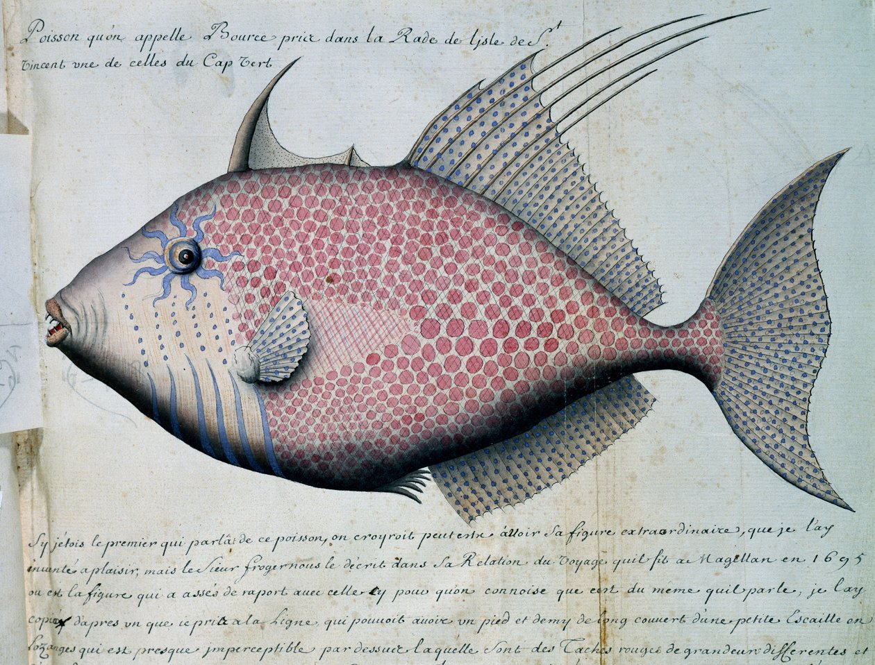 Vis genaamd Bource, Sao Vicente eiland, Kaapverdië, aquarel uit logboek van Jacques Gouin de Beauchesne, kapitein van Compagnie royale de la Mer du Sud, van 1698 tot 1701, Frankrijk door French School