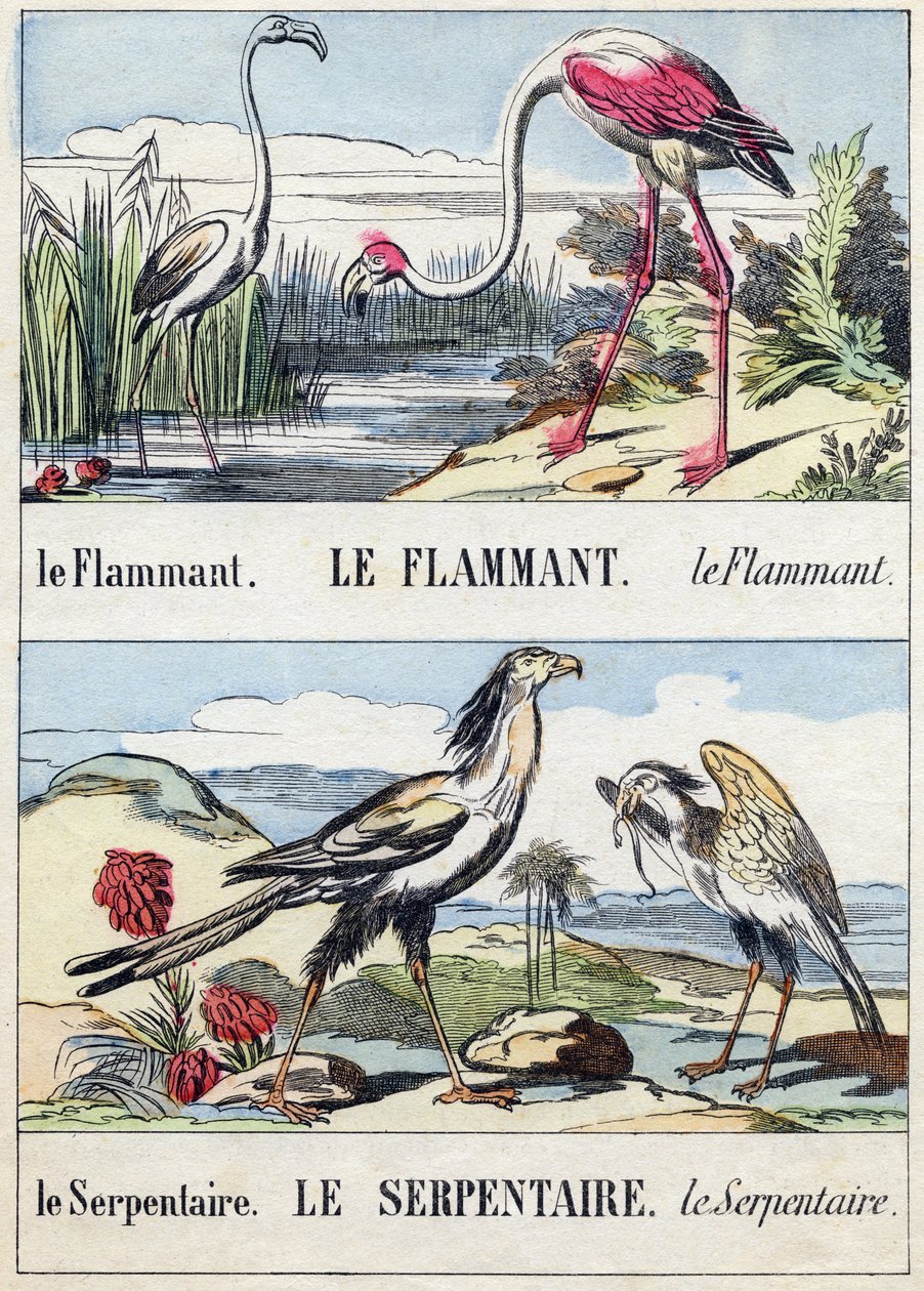 Flament en slang. Gravure in "Buffon Alphabet des Oiseaux n 2". 3e Serie N 2. Imaging of Epinal, Epinal, eind 19e eeuw. 16 pagina