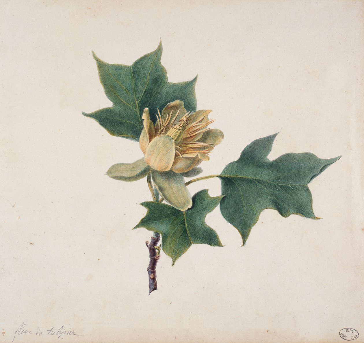 Bloem van een Tulpenboom door French School