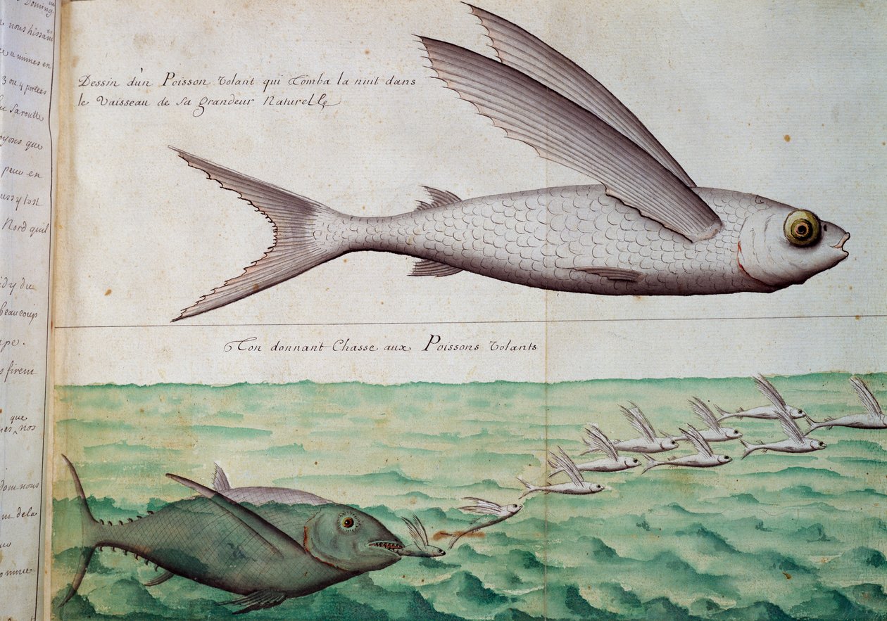 Vliegende vis en tonijn die vliegende vis achtervolgt, Kreeftskeerkring, aquarel uit logboek van Jacques Gouin de Beauchesne, kapitein van Compagnie royale de la Mer du Sud, van 1698 tot 1701, Frankrijk door French School