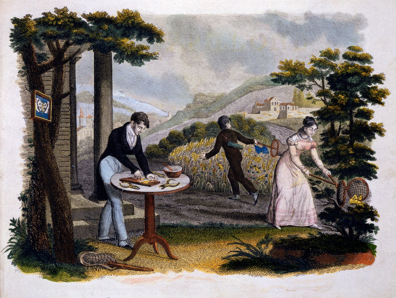Frontispice uit Les Papillons... door Eugene Balland (1796-c.1850), gepubliceerd door P. Blanchard, Lecerf, Parijs, 1823 door French School