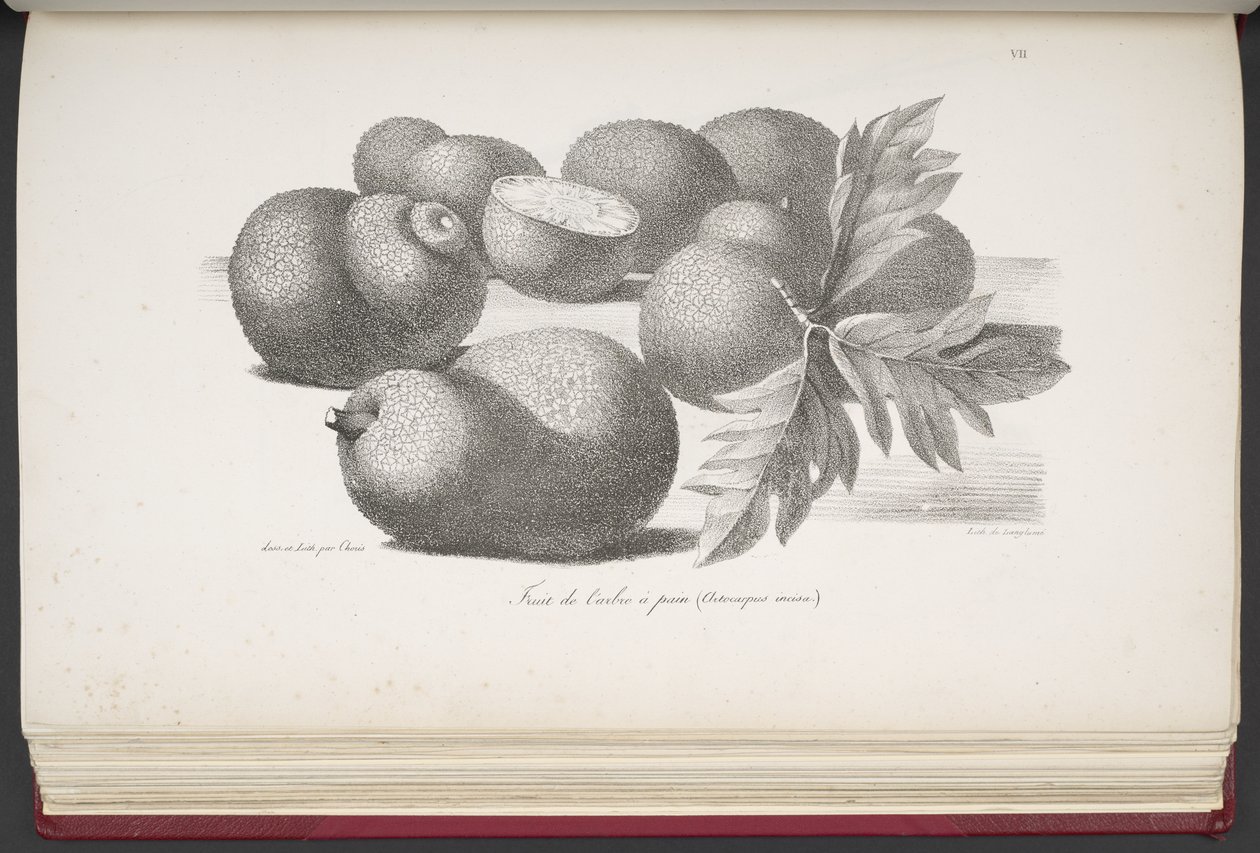 Fruit, uit Voyage pittoresque autour du monde, met portretten van wilden uit Amerika, Azië, Afrika en de eilanden van de grote Oceaan; landschappen, zeegezichten en verschillende objecten van natuurlijke historie; vergezeld van beschrijvingen door M. le b door French School