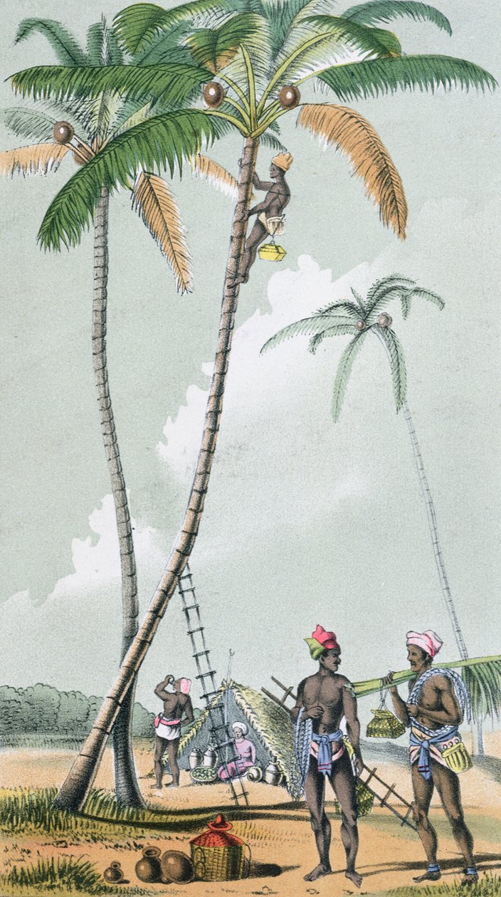 Kokosnoten verzamelen voor de bereiding van Toddy in India (kleurgravure) door French School
