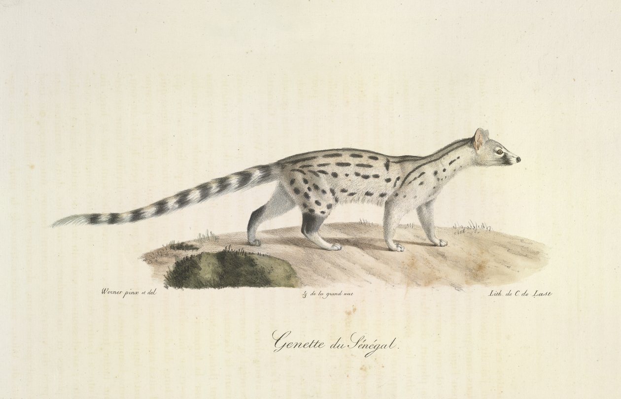 Genetkat uit Senegal, uit Histoire Naturelle des Mammifères (kleur litho) door French School
