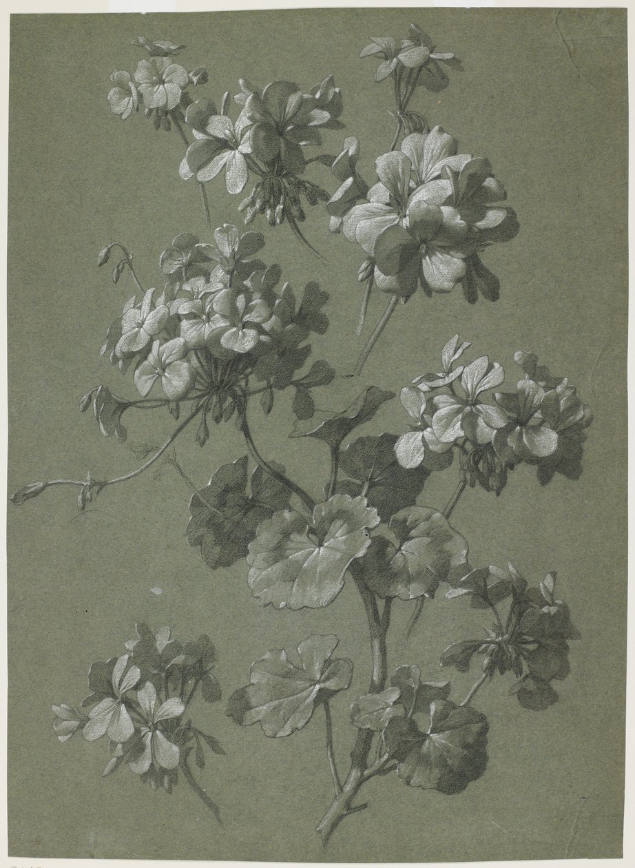 Geranium (Pelargonium sp.) (ca. 1800) door French School