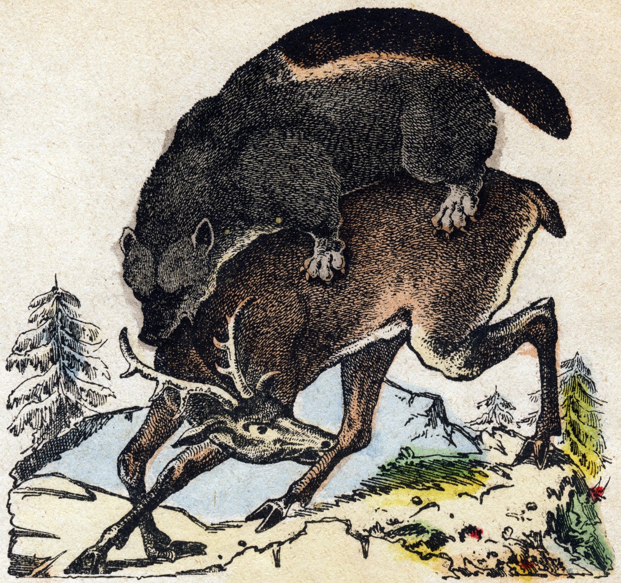Veelvraat. Gravure in "Alphabet des animaux sauvages". 9e Serie. Beeldmateriaal van Epinal, Pellerin, drukker-uitgever, circa 1870. Houtsneden, gestencild. 16 pagina