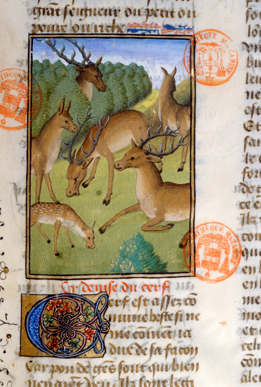 Kudde herten, uit het Livre de la Chasse door Gaston Phebus de Foix (1331-91) door French School