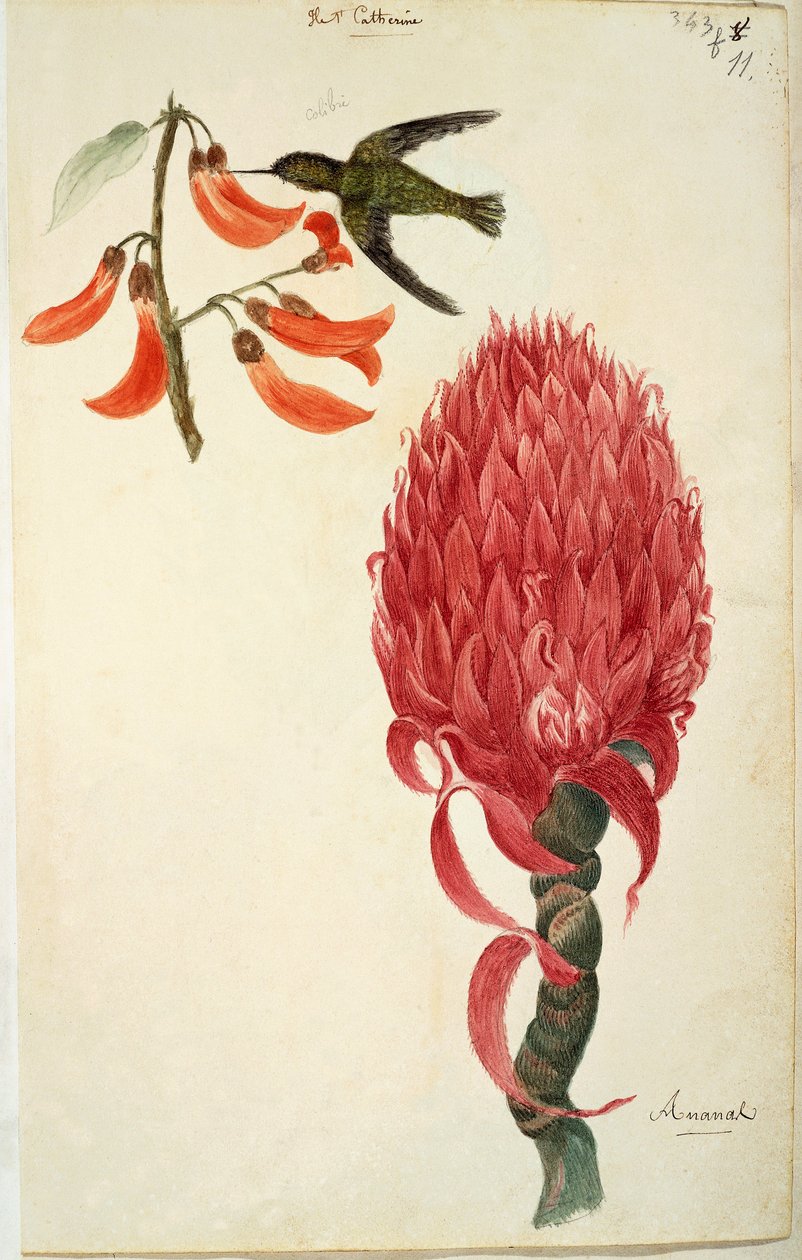 Kolibrie (Trochilidae) en Ananas (Ananas comosus) door Lejeune door French School