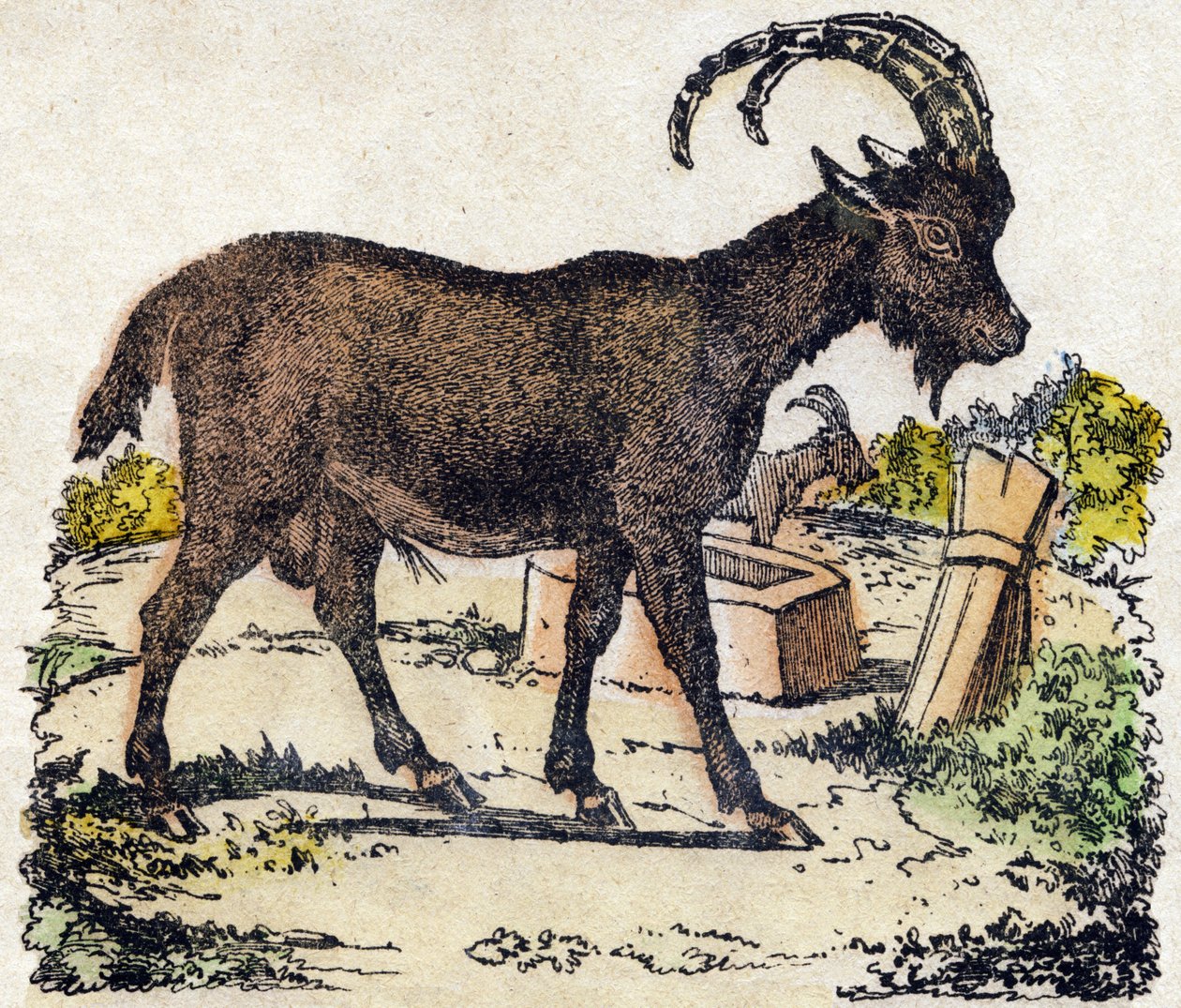 Steenbok. Gravure in "Alphabet des animaux sauvages". 9e Serie. Beeldmateriaal van Epinal, Pellerin, drukker-uitgever, circa 1870. Houtsneden, gestencild. 16 pagina