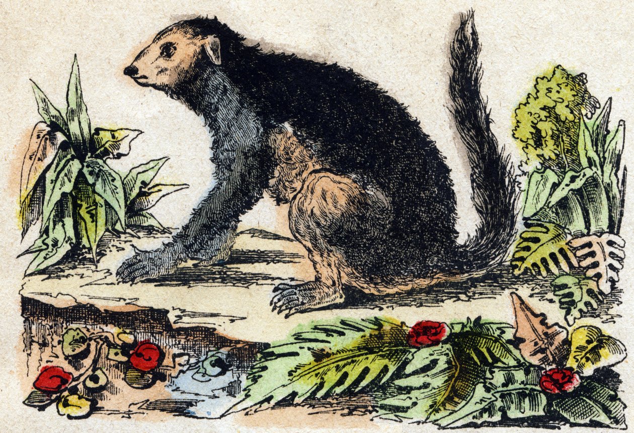 Indri (Lemur). Gravure in "Alphabet des animaux sauvages". 9e Serie. Beeld van Epinal, Pellerin, drukker-uitgever, circa 1870. Gravures op hout, gestencild. 16 pagina