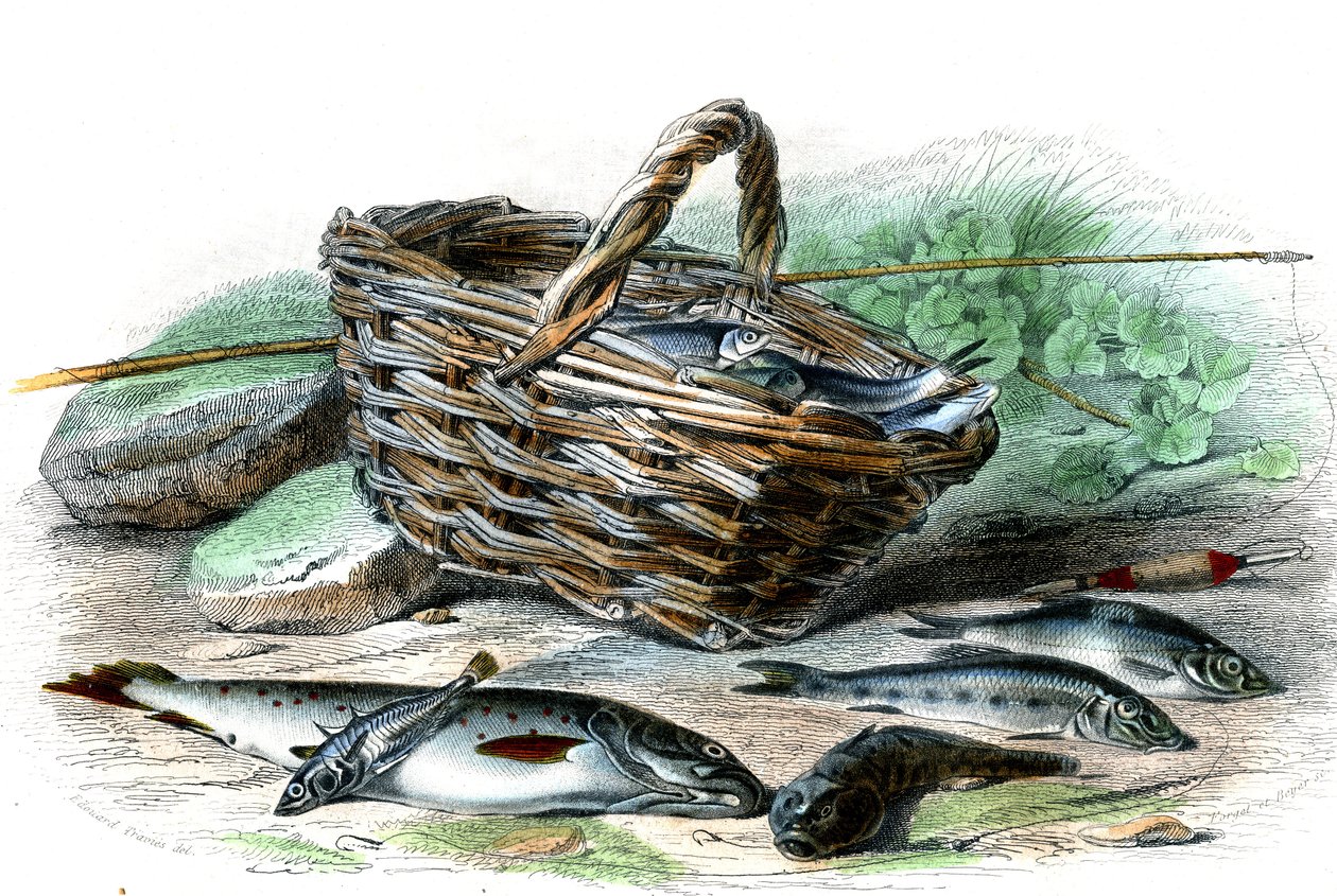 De forel (Salmo Trutta), de kabbeljauw (Collus Chabraea), de driedoornige stekelbaars (Gasterosteus aculeatus), de alver (Gobio Gobio), de blankvoorn (Alburnus Alburnus) - Plaat uit Natural History door Bernard Germain de Lacepede (1856-1925), editie P.Fur door French School