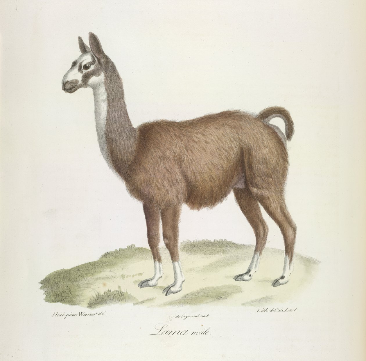 Lama mannetje, uit Histoire Naturelle des Mammifères door French School