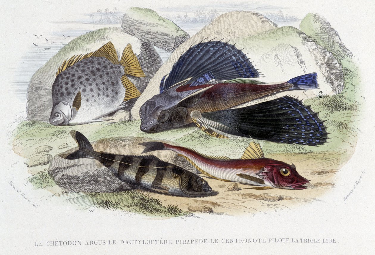 De chétodon argus, de tyloptera pirapède, de centronote piloot, de trigle lyre - in 