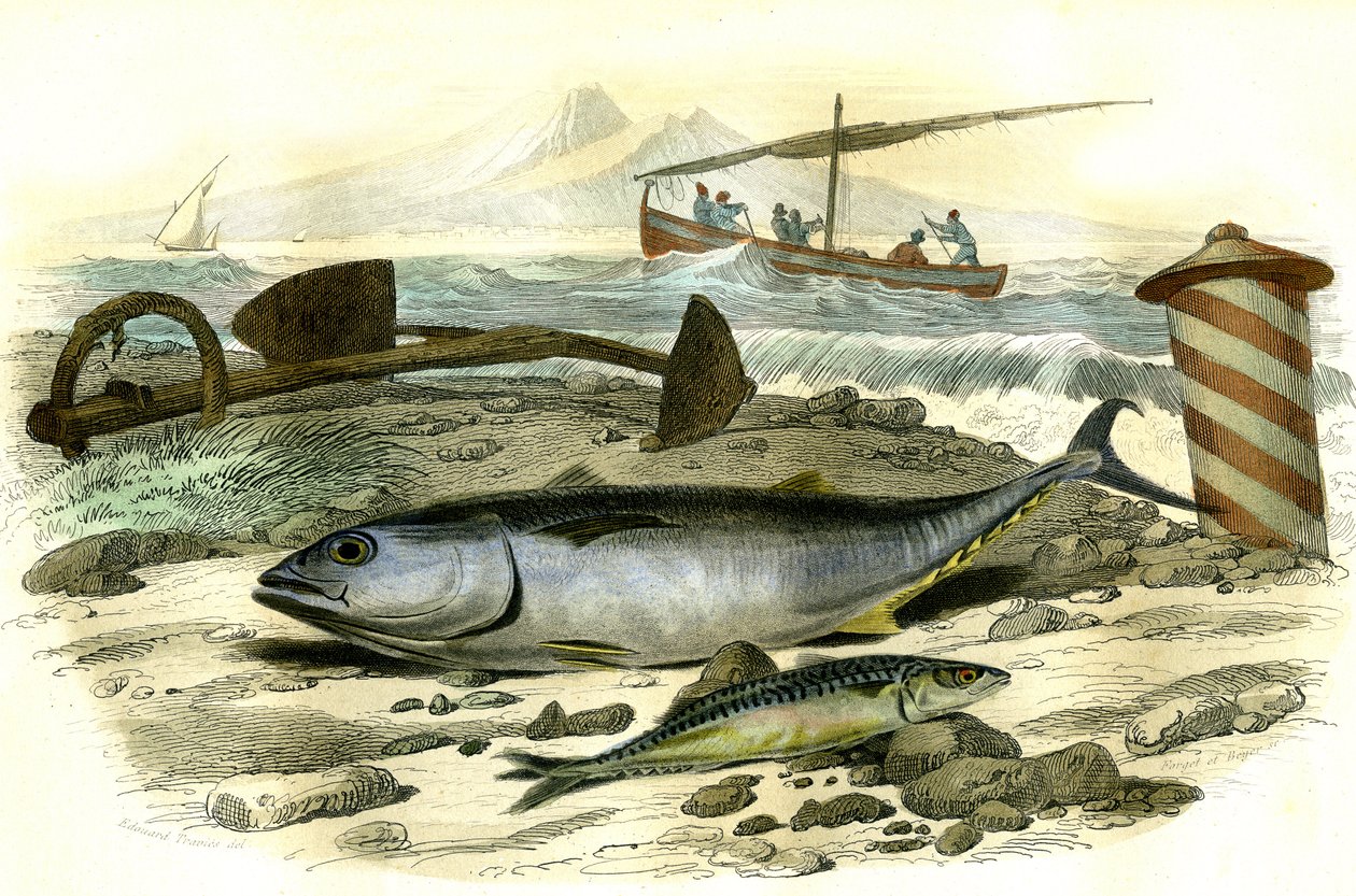De tonijn (Scomber Thynnus), de makreel (Scomber Scombrus) - Plaat uit Natuurlijke Historie door Bernard Germain de Lacepede (1856-1925), editie P.Furme, Parijs door French School