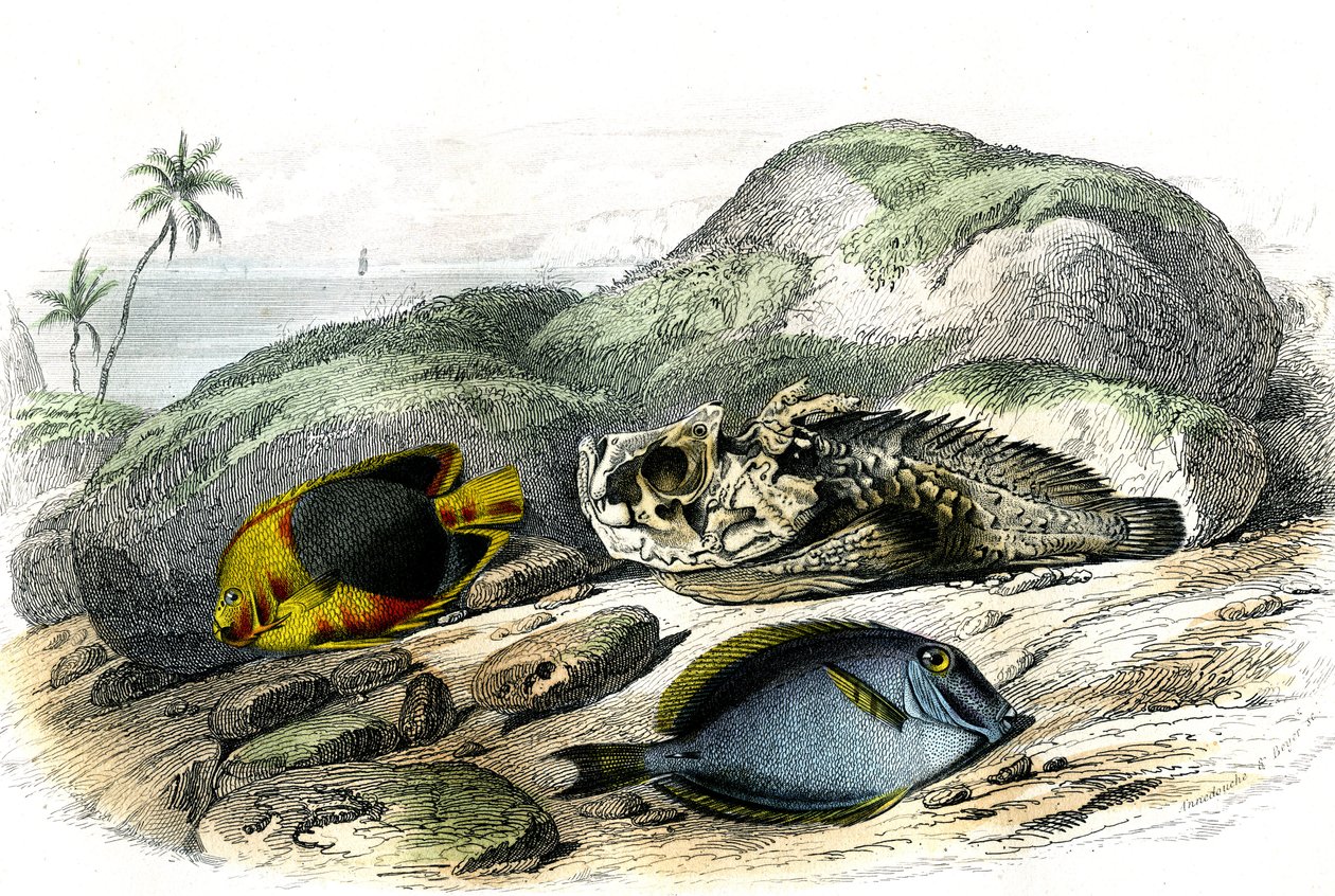 De driekleur (Holocanthus tricolor), de verschrikkelijke en de chirurg (Acanthurus Surgery) - Plaat uit Histoire Naturelle door Bernard Germain de Lacepede (1856-1925), editie P.Furme, Parijs door French School