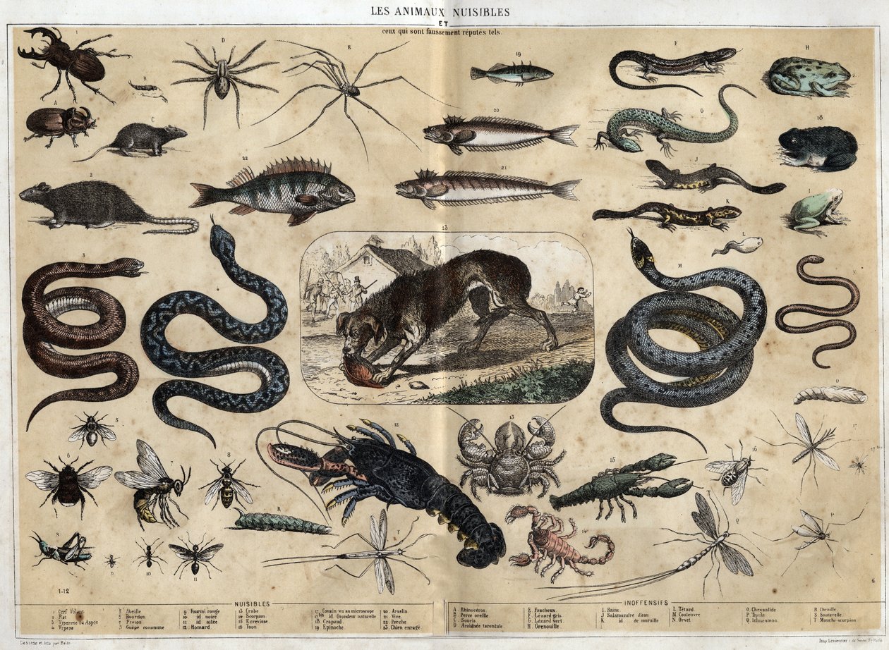 Les animaux nuisibles. Gravure van 1860 in 