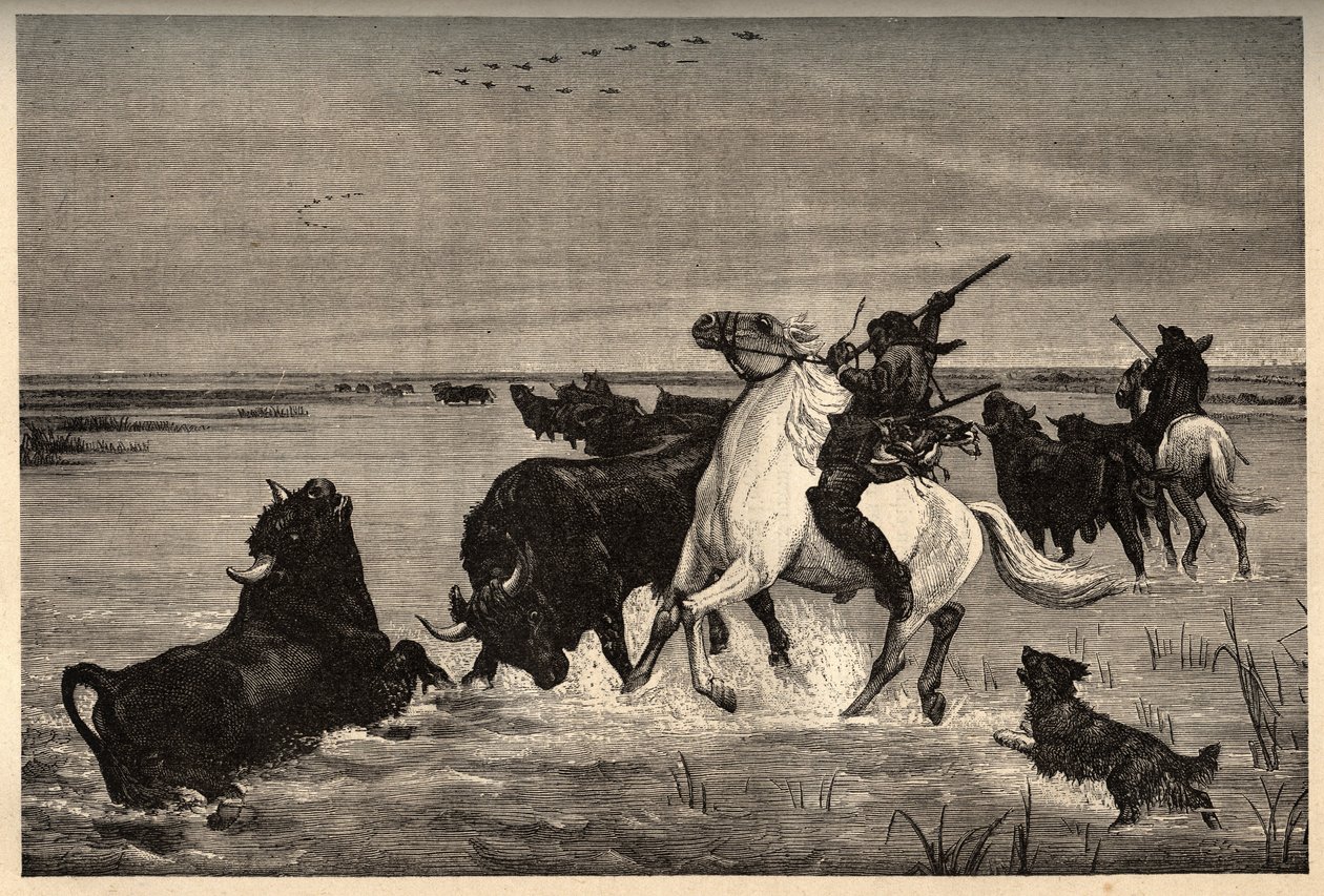 De ossen (runderras) van de Camargue naar het schilderij van Vayson - gravure in PATRIE - gravure in PATILE - BESCHRIJVING PICTURESQUE VAN FRANKRIJK IN 6 DELEN DOOR LUCIEN HUARD - eind 19e eeuw door French School