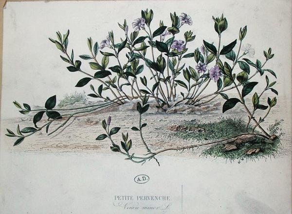 Kleine Maagdenpalm of Vinca minor (gekleurde gravure) door French School