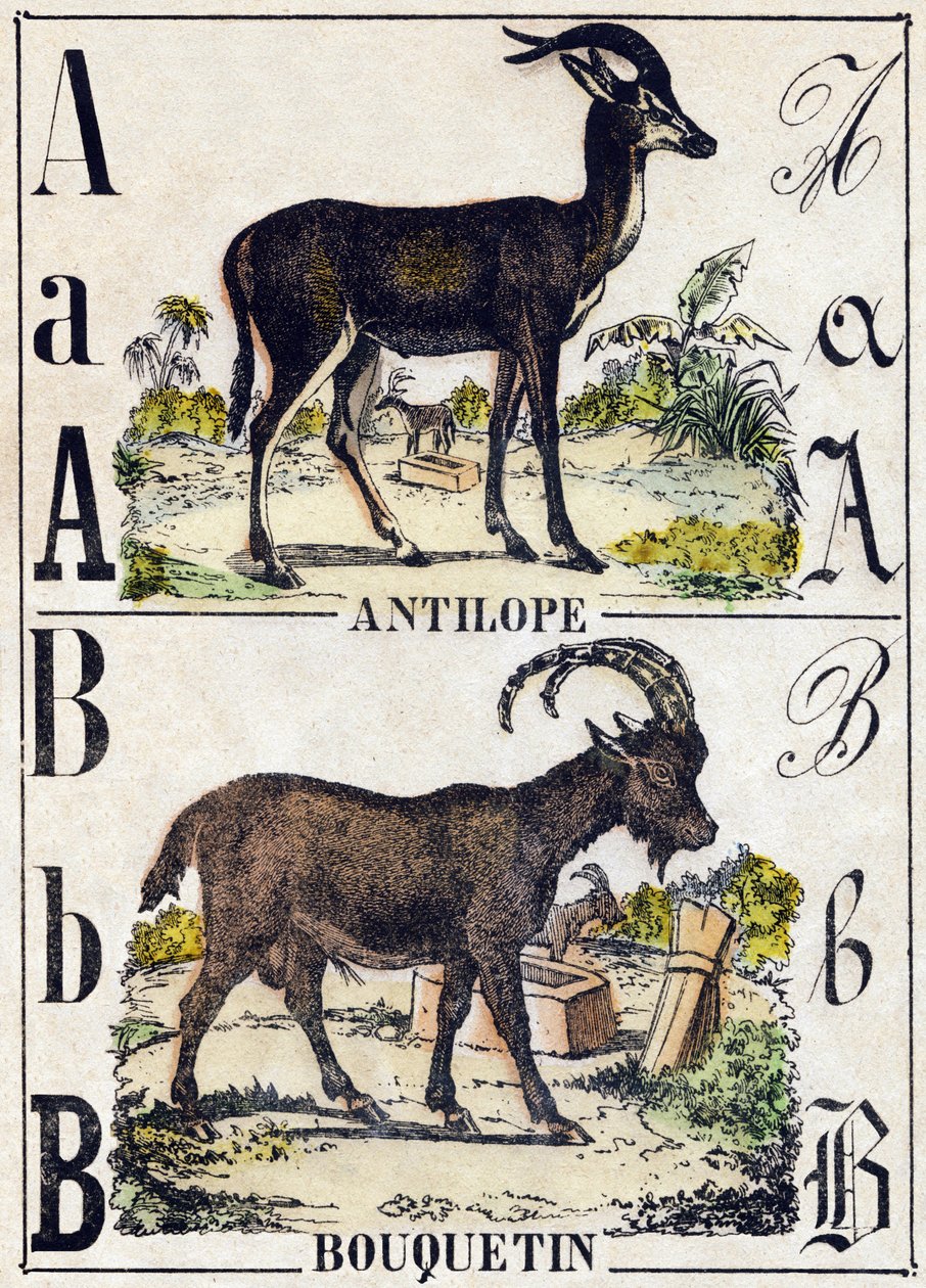 Letter A Antilope; B Steenbok. Gravure in 