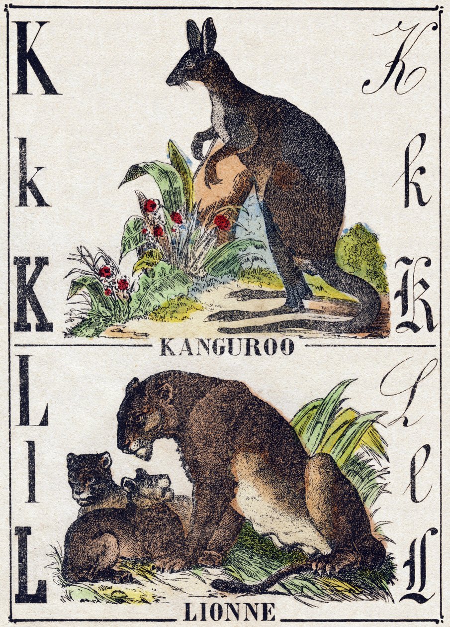 Letter K L; K Kangoeroe; L Leeuwin. Gravure in 