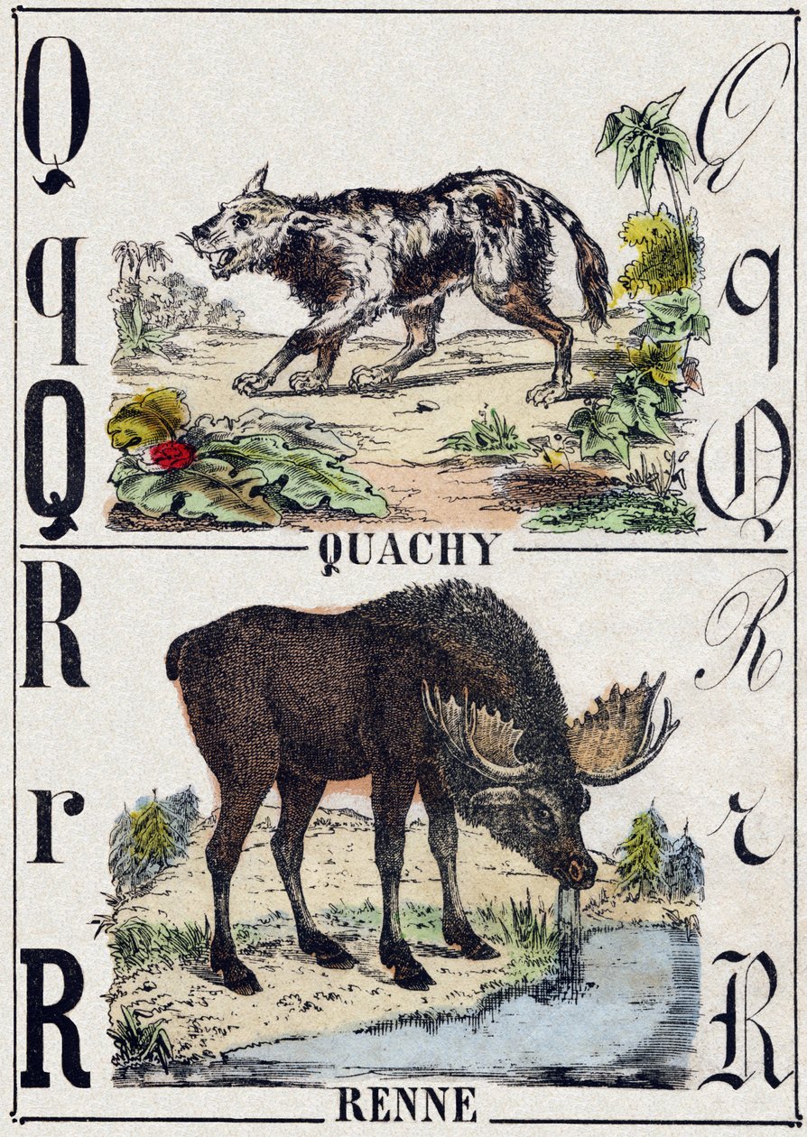 Letter Q Quachy (Zuid-Amerikaanse leeuwenhond); R Rendier. Gravure in 