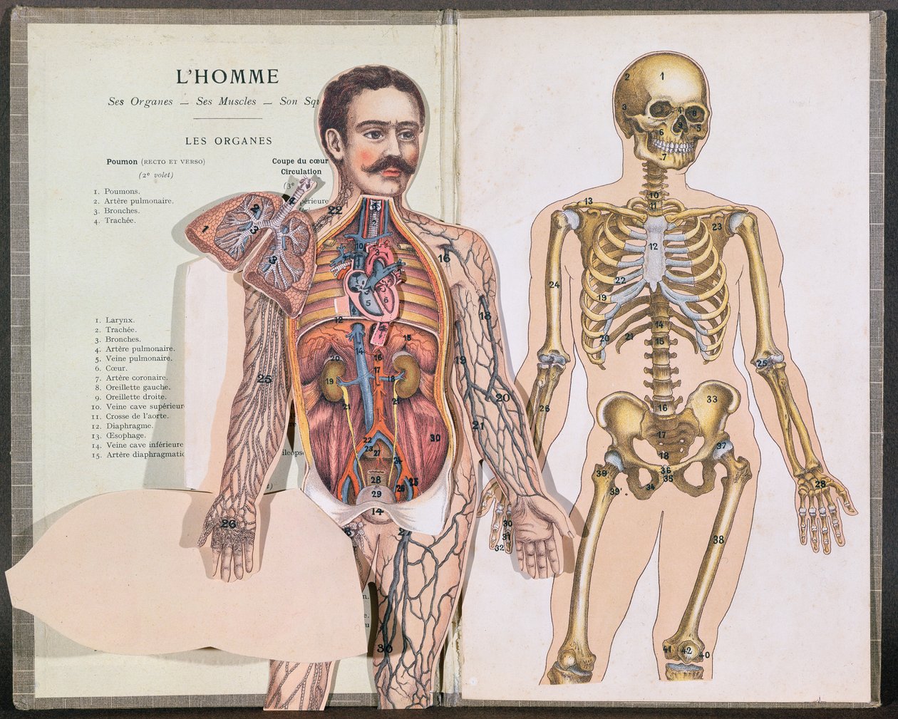 De mens, zijn organen, zijn spieren en zijn skelet, uit Anatomie Elementaire door Dr. Lelievre door French School