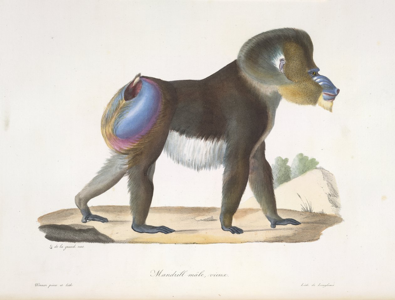 Oude mandril baviaan, uit Histoire Naturelle des Mammifères door French School