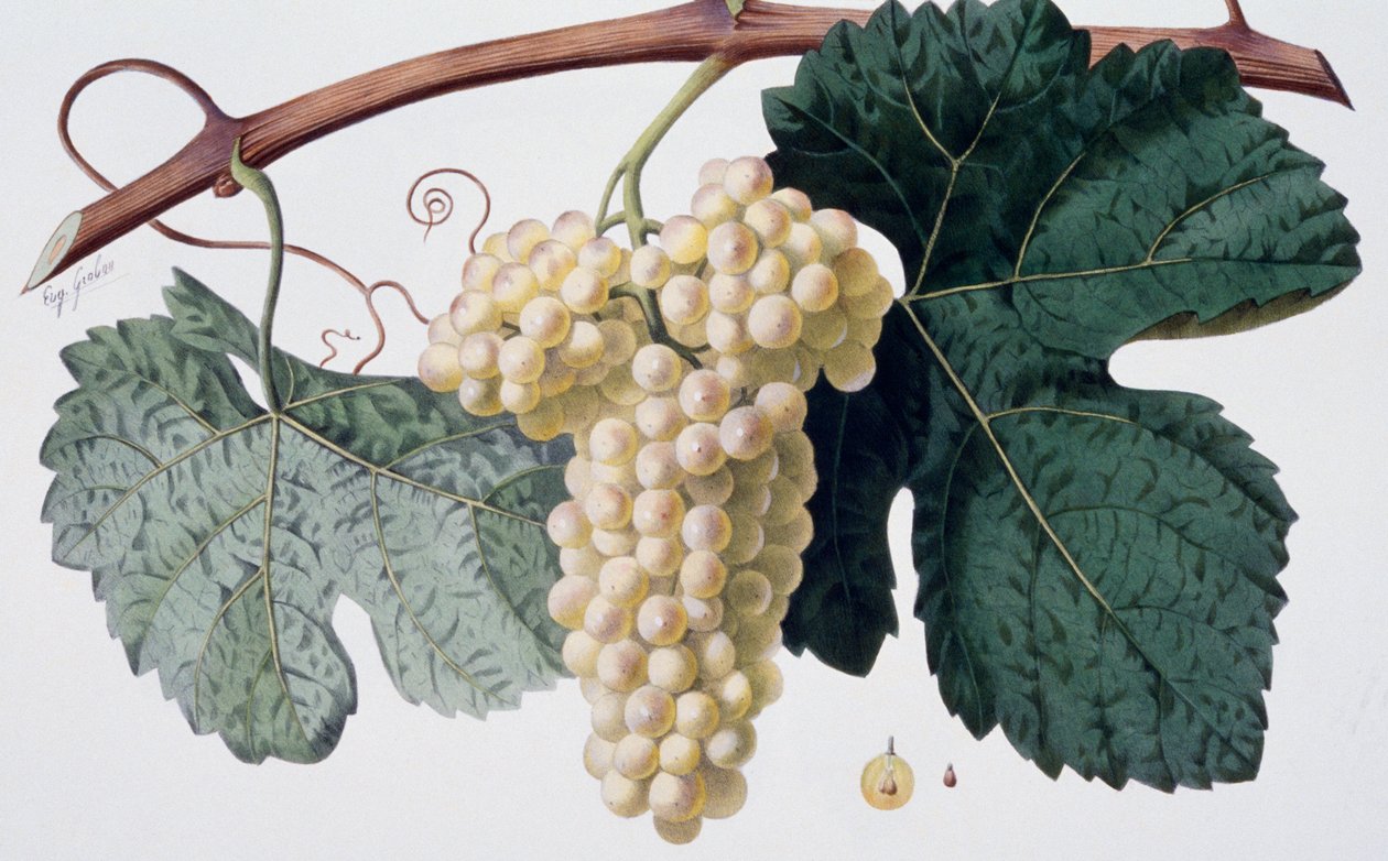 Marsanne druivensoort (Côtes du Rhône), ampelografie door French School