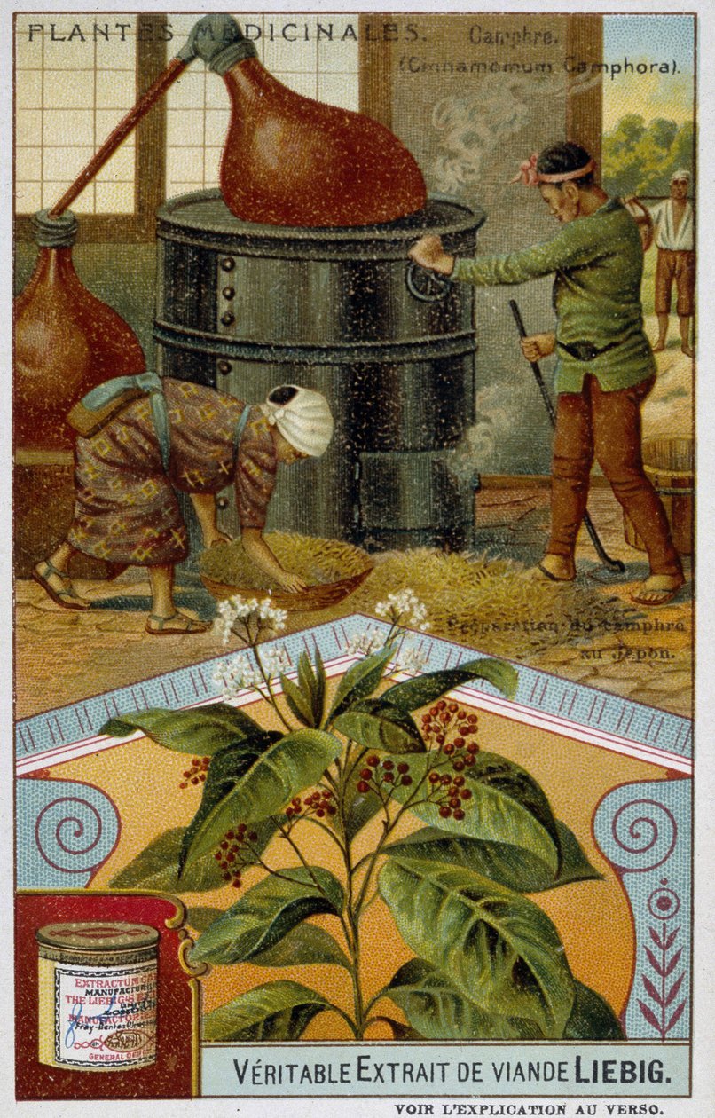 Medicinale planten: kamfer; bereiding van kamfer in Japan - Chromo Liébig, ca. 1900 door French School