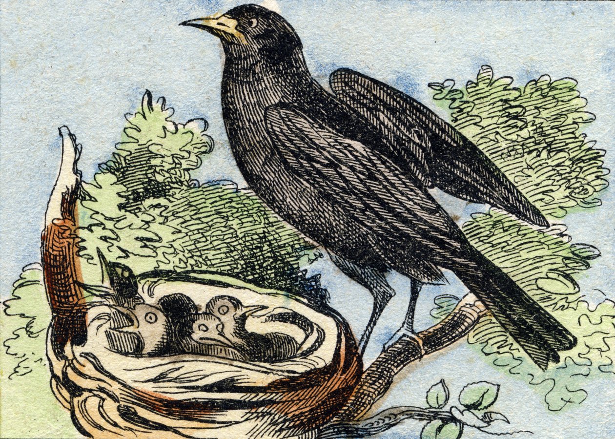 Merel. Gravure in "Buffon Alphabet des Oiseaux n 2". 3e Serie N 2. Imaging of Epinal, Epinal, eind 19e eeuw. 16 pagina
