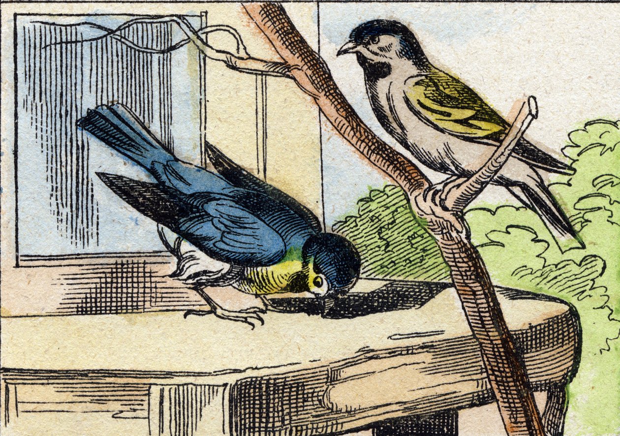 Mees. Gravure in "Buffon Alphabet des Oiseaux n 1". 3e Serie N 1. Imaging of Epinal, Epinal, eind 19e eeuw. 16 pagina