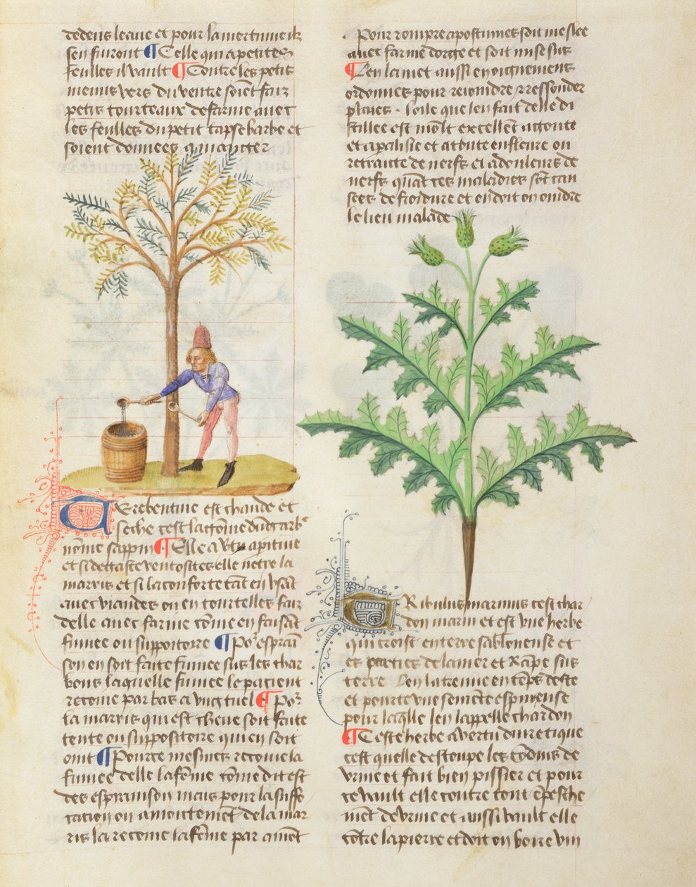 Ms. De Diversis Herbis door Dioscorides, fol.165r Terpentijn Tappen door French School