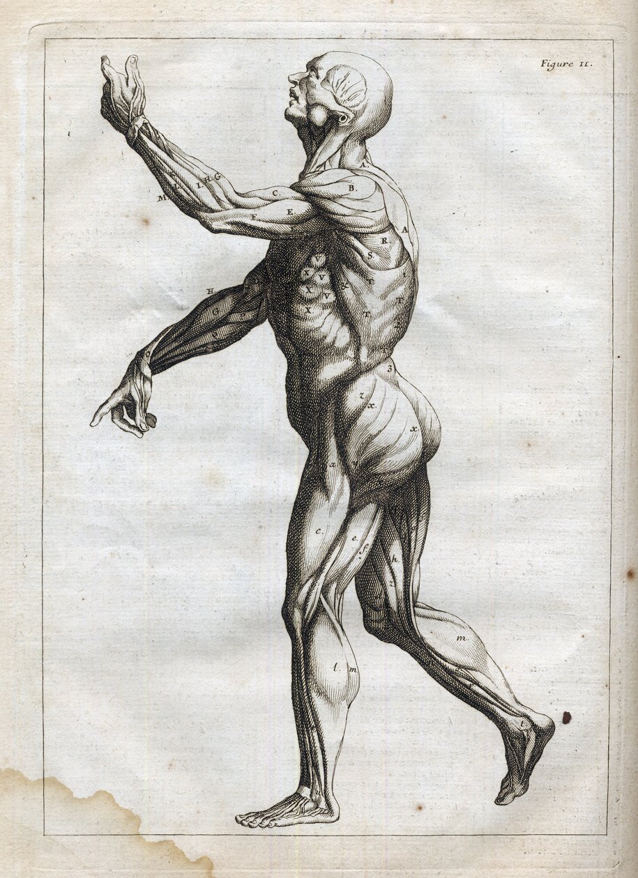 Menselijke spieren - gravure in "Abstracte Anatomie, aangepast aan de kunsten van schilderen en beeldhouwen" - "Abrege d