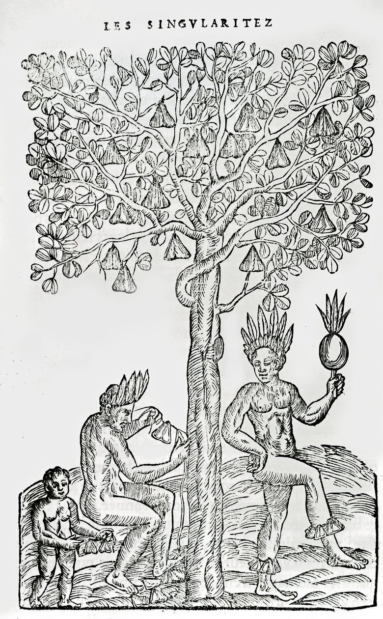 Nana fuit, geneeskrachtige plant, illustratie uit Singulariteiten van Frankrijk Antarctique, door Andre de Thevet, 1558 door French School