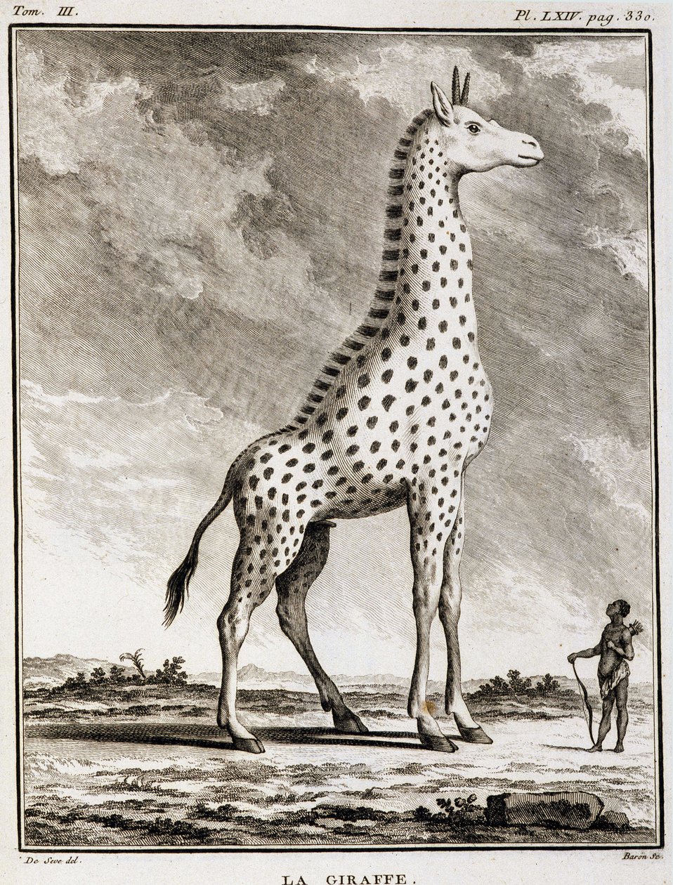 Natuurhistorische plaat: De Giraffe - in 