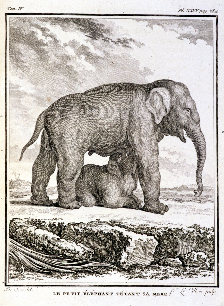 Natuurhistorische plaat: Het kleine olifantje plaagt haar moeder - in 