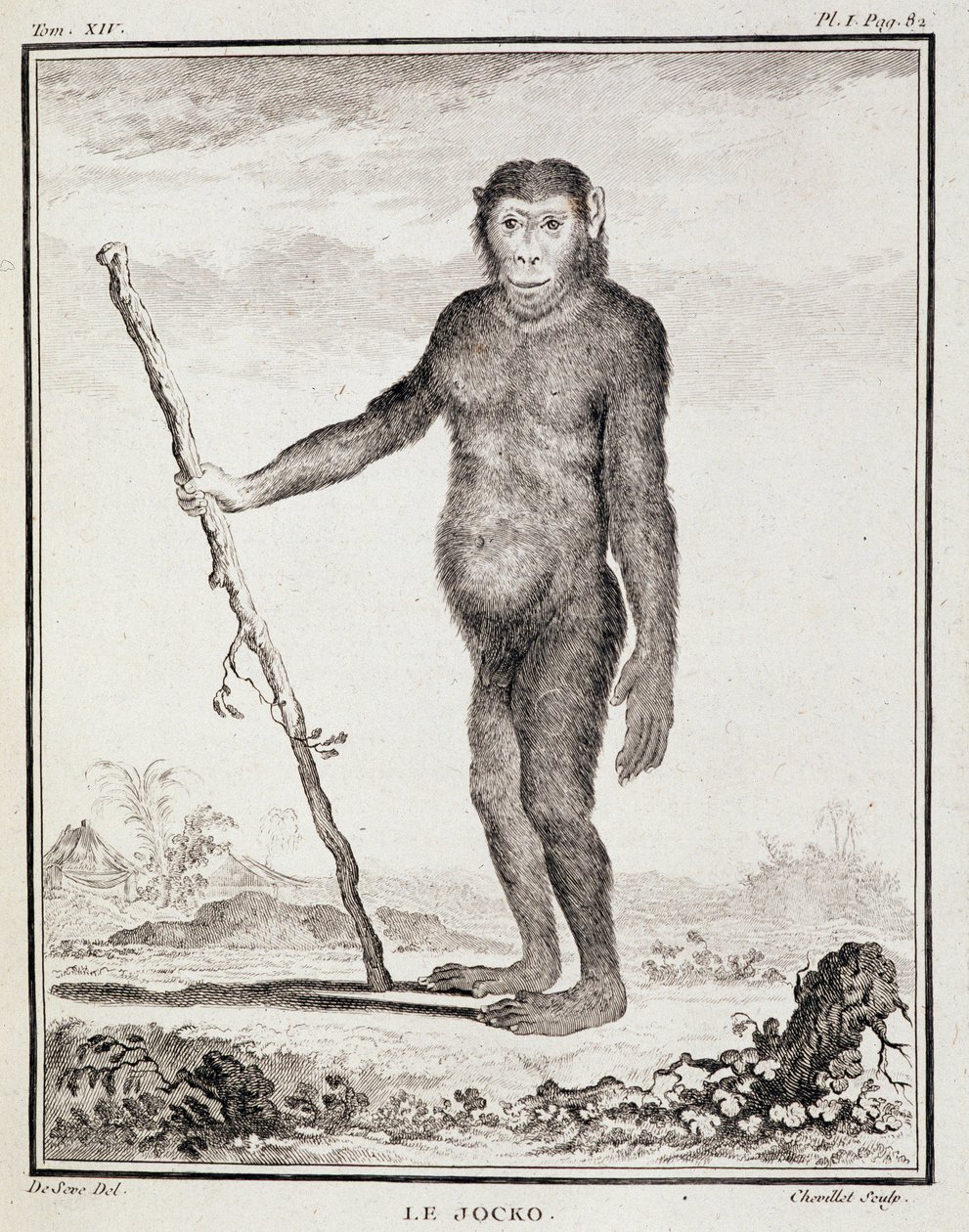 Natuurhistorische plaat: De jocko - in 