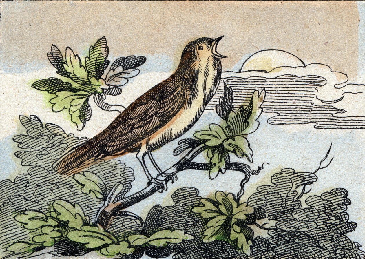 Nachtegaal. Gravure in "Buffon Alphabet des Oiseaux n 1". 3e Serie N 1. Imaging of Epinal, Epinal, eind 19e eeuw. 16 pagina
