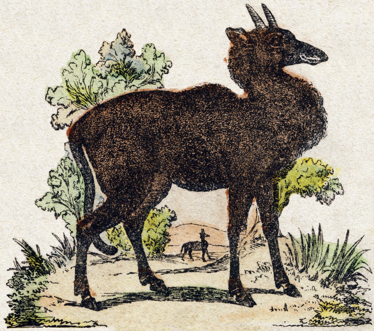 Nyl-ghau (Nyl ghau, Indiaas dier). Gravure in "Alphabet des animaux sauvages". 9e Serie. Beeldvorming van Epinal, Pellerin, drukker-uitgever, circa 1870. Houtsneden, gestencild. 16 pagina