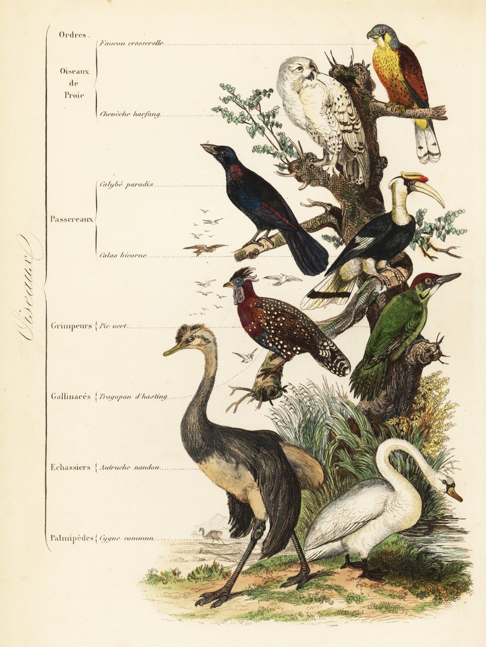 Ordes van vogels: torenvalk, Falco tinnunculus, kwetsbare sneeuwuil, Bubo scandiacus, grote blauw-oogspreeuw, Lamprotornis chalybaeus, grote neushoornvogel, Buceros bicornis, Europese groene specht, Picus viridis, westelijke tragopan, Tragopan melanocephal door French School