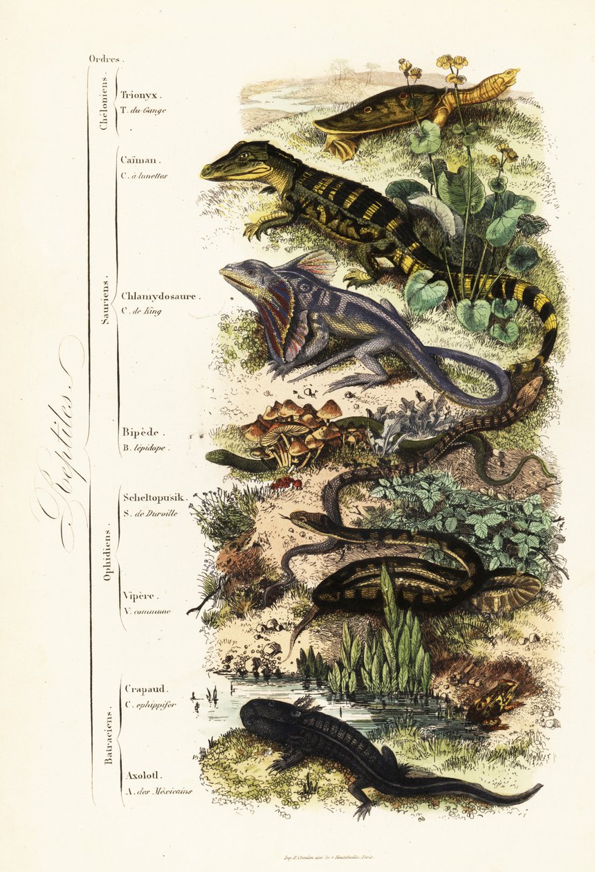 Ordes van reptielen: kwetsbare Indiase weekschildpad, Nilssonia gangetica, brilkaaiman, Caiman crocodilus, kraaghagedis, Chlamydosaurus kingii, gewone schubvoet, Pygopus lepidopudus, Europese glasslang, Pseudopus apodus, gewone adder door French School