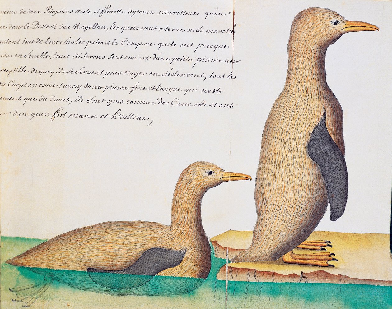 Pinguïns, Straat Magellaan, aquarel uit logboek door Jacques Gouin de Beauchesne, kapitein van Compagnie royale de la Mer du Sud, 1698-1701 door French School
