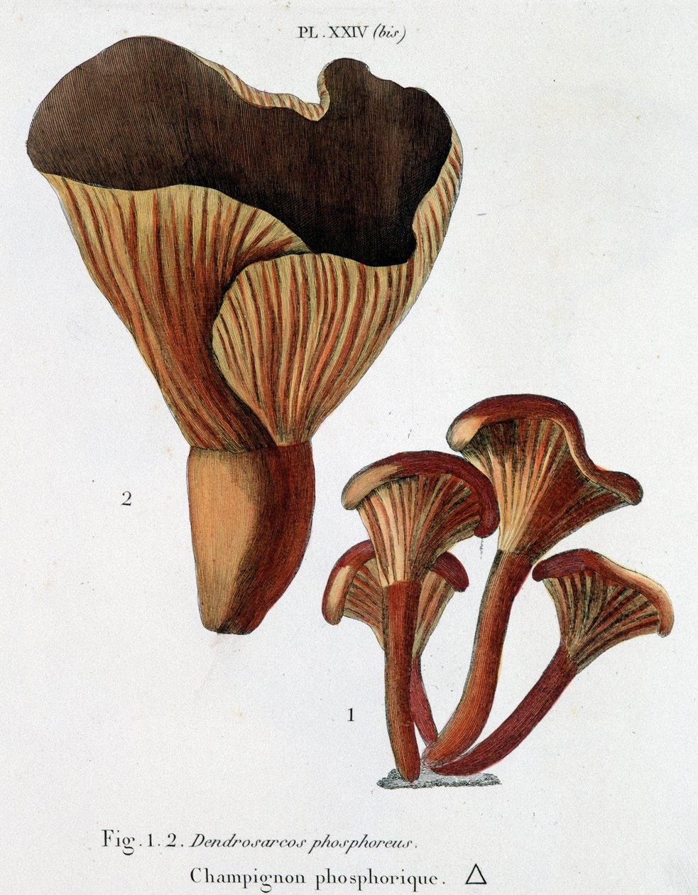 Fosforische paddenstoel in Jean Jacques Paulet 