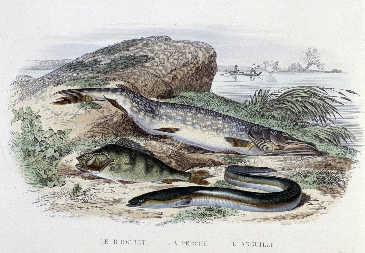 Vissen: De snoek, de baars, de paling - in 
