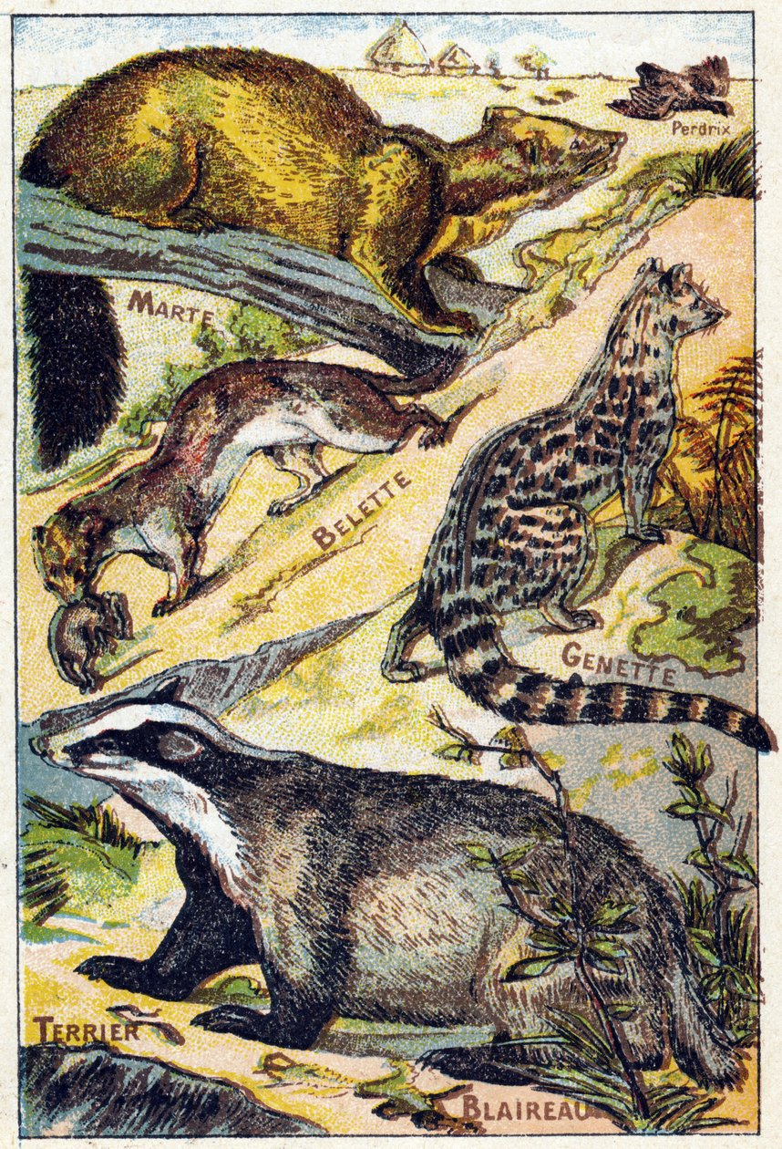 Plaat 1: Patrijs, Marte, Wezel, Genette, Das, Terrier. Gravure in "Syllabary alphabet all kinds of beets". Serie A. Pellerin et Cie, drukker-uitgevers, Epinal, eind 19e eeuw. Chromolithografieën. Klein 8-pagina